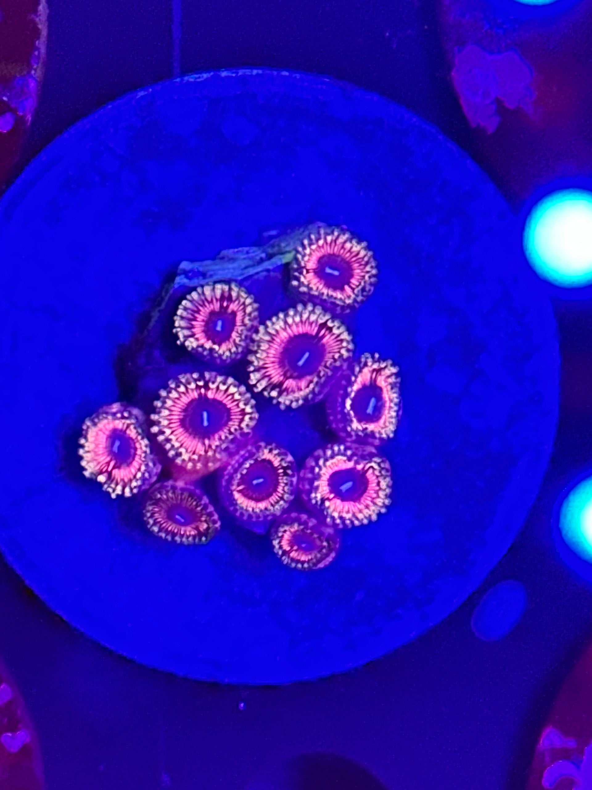 pink-peach-purple-zoa-desoto-aquatics