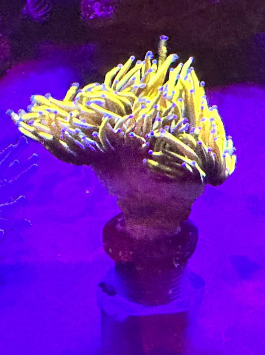 24K Torch Coral