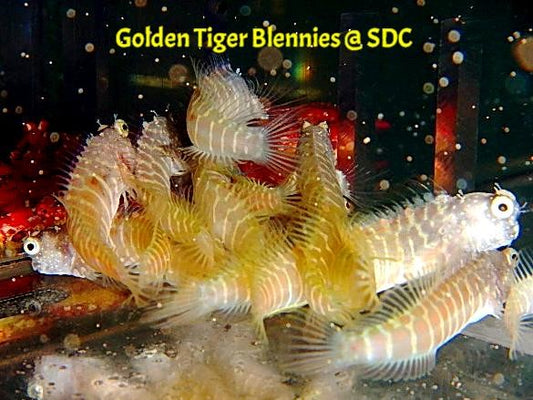Golden Tiger Blenny