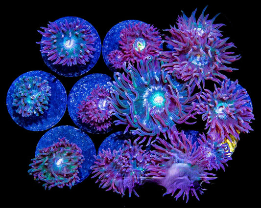 Blue Duncan Coral