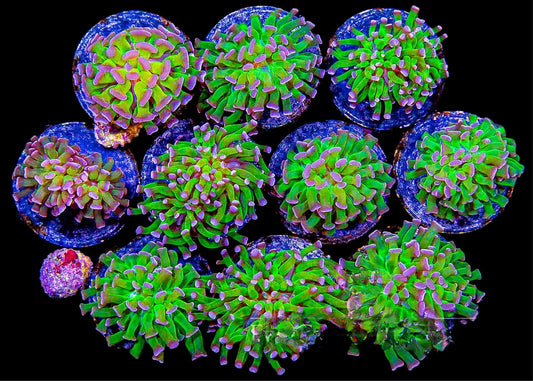 Indo neon green & purple Toxic Hammer Coral