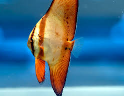 Orbiculate Batfish - Platax orbicularis