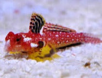 Ruby Red Dragonette - Synchiropus sycorax