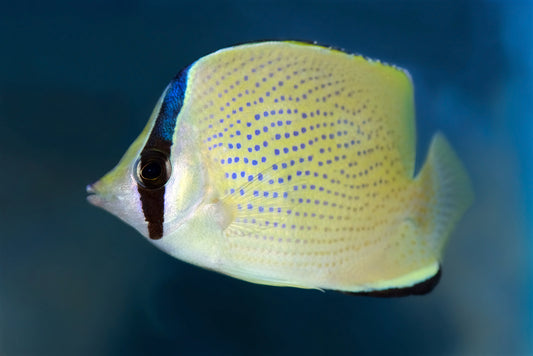 Citron Butterfly - Chaetodon citrinellus