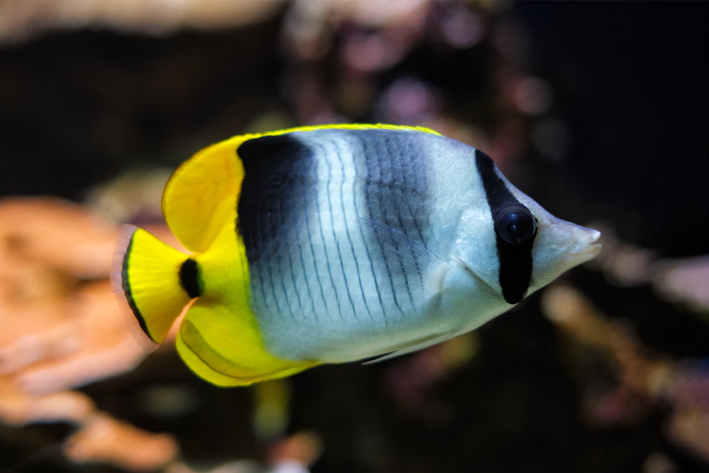 Falcula Butterfly: False - Chaetodon ulietensis