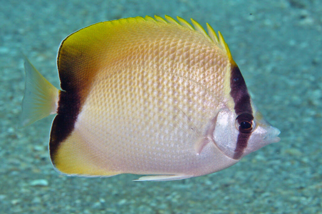 Reef Butterfly Atl - Chaetodon sp.