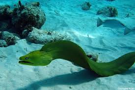 Green Morey Eel