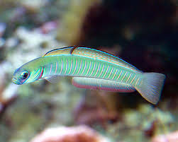 Bar Goby
