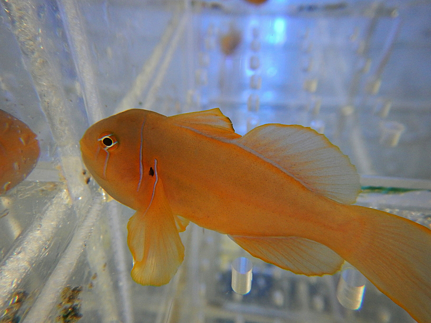 Citron Clown Goby