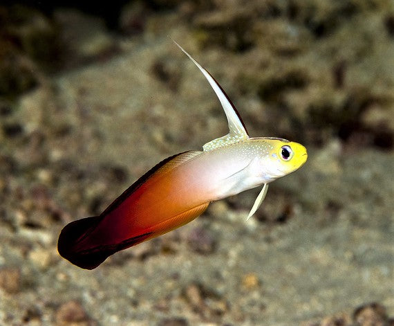 Firefish Goby