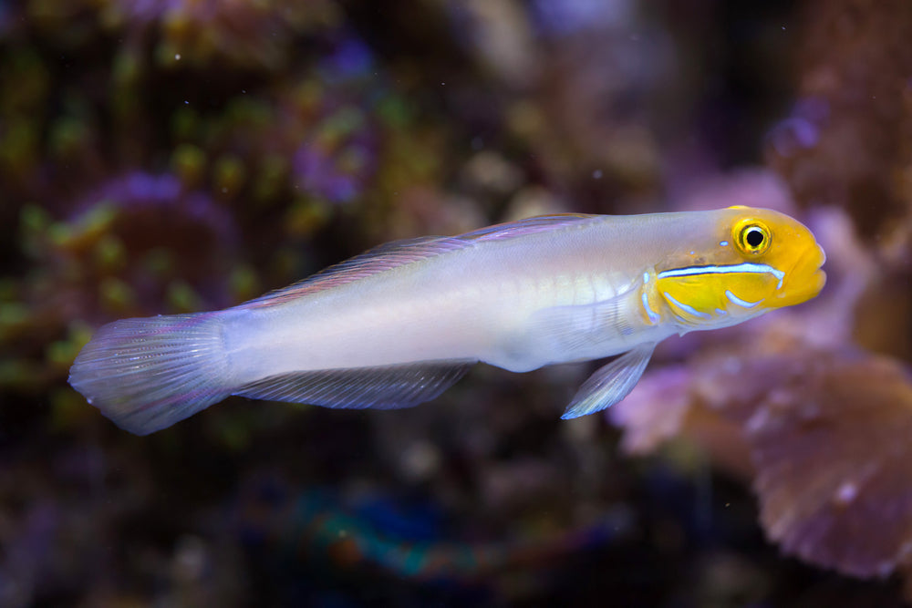 Golden Head Goby