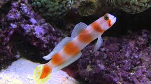 Orange Banded Prawn Goby