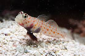 Orangespot Prawn Goby