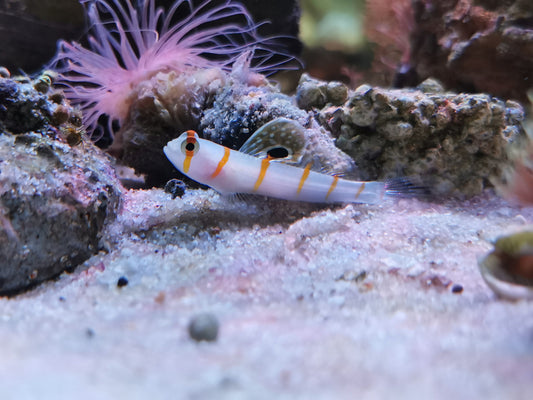 Randall's Goby