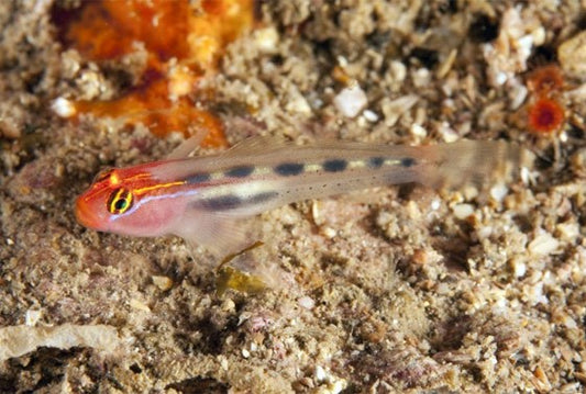 Red Cap Goby