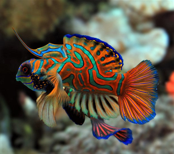 Red Mandarin Goby