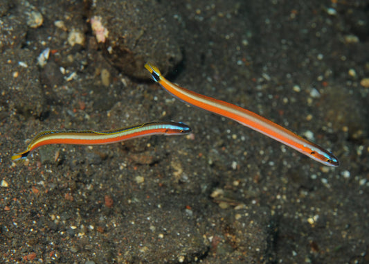 Red Striped Worm Goby