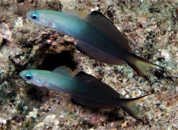 Scissortail Goby