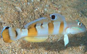 Tiger (Wardi) Goby