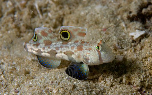 Twinspot (Signal) Goby