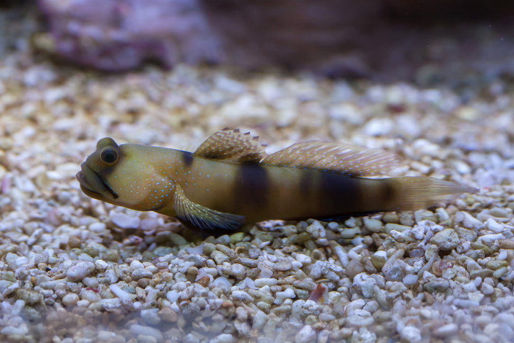 Watchman Goby