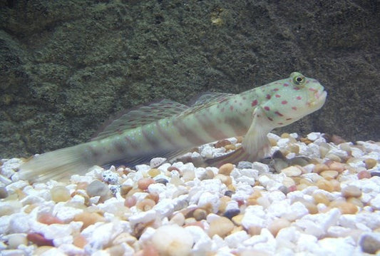 Watchman Goby (Pink/Blue Spot)