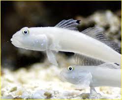 White Sleeper Goby -