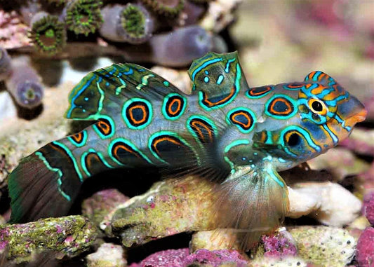 Yellow (Target) Mandarin Goby