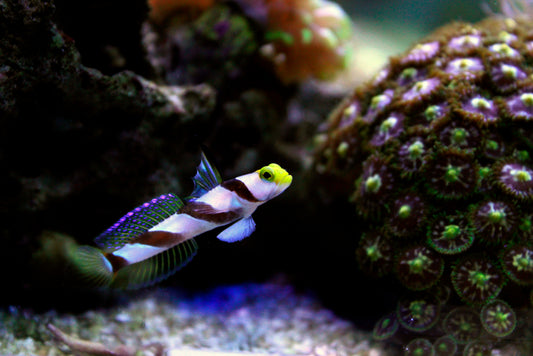 Yellow Rose (Antenna) Goby