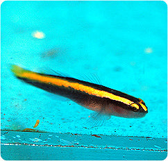 Yellowstripe Neon Goby