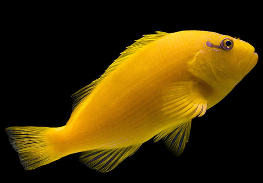 Golden Hawk Fish