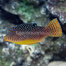 Blue Spot Puffer