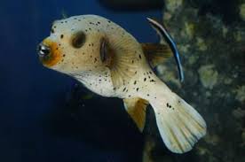 Dogface Puffer