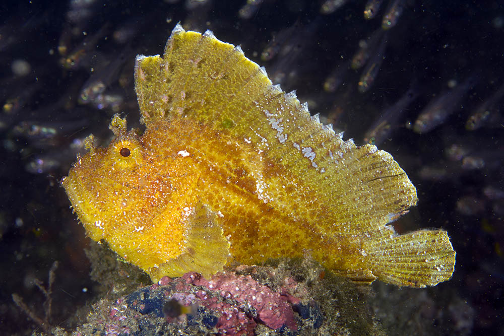 Leaf Fish: Yellow
