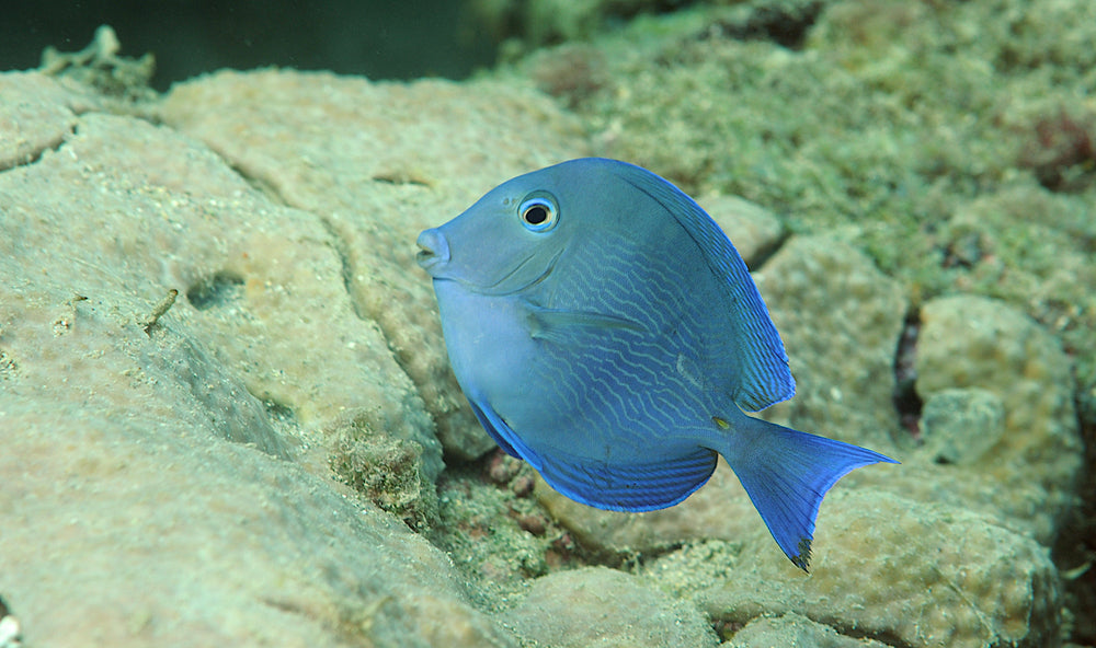 Atlantic Blue Tang