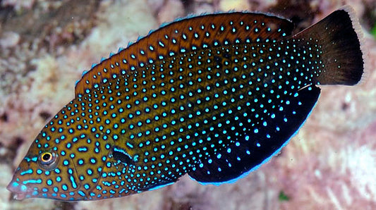 Bluespotted Wrasse
