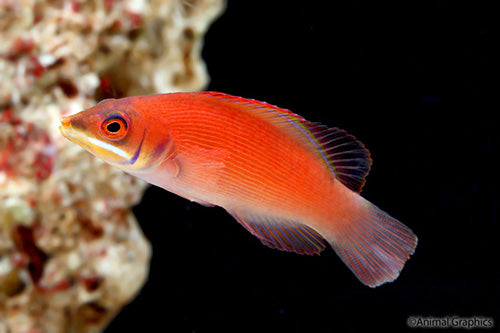 Disappearing Wrasse
