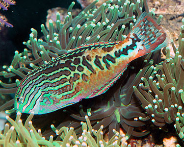 Divided Leopard Wrasse: Male