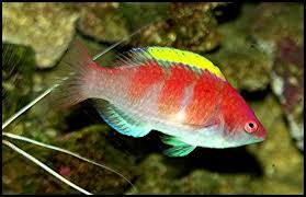 Yellow Fin Fairy Wrasse: Male