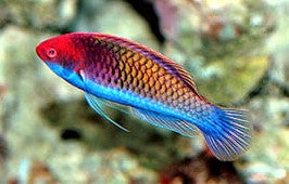 Blue Sided Fairy Wrasse: Male