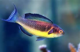 Brunneus Fairy Wrasse; Male