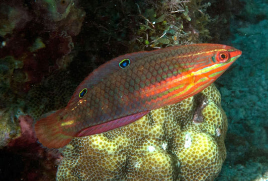 Christmas Wrasse; Indo Pacific