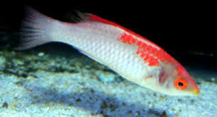 Koi Fairy Wrasse: Male