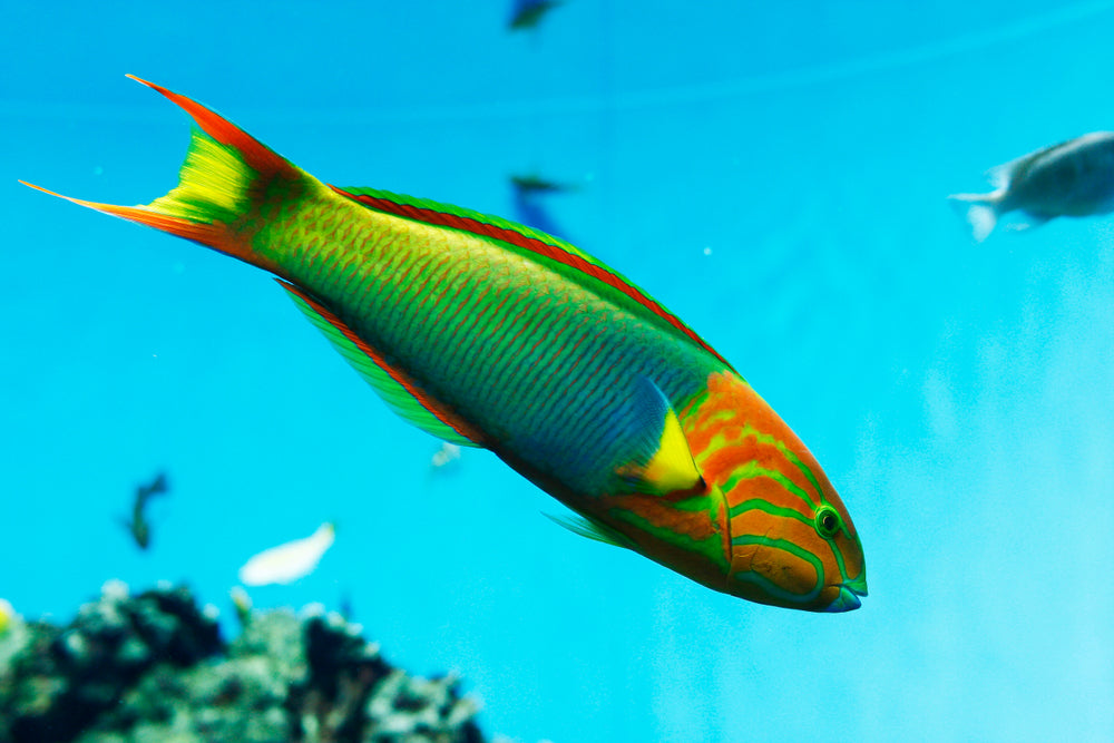 Lime Green (Sunset) Wrasse