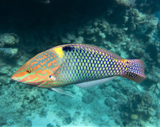 Marble Wrasse