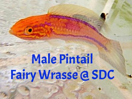 Pintail Fairy Wrasse; Male