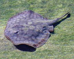 California Stingray