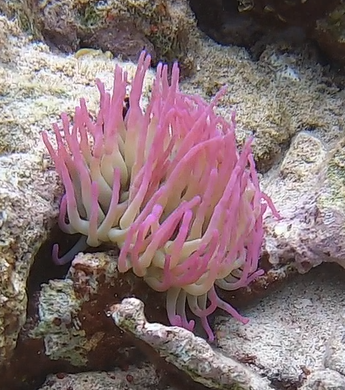 Condylactis Anemone (pink)