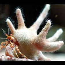 Coral Crab