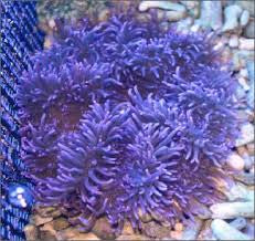 Sebae Anemone: Purple